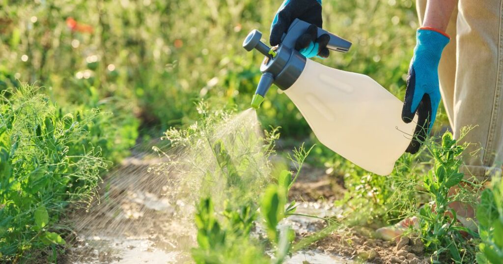 controle de pragas em Belo Horizonte