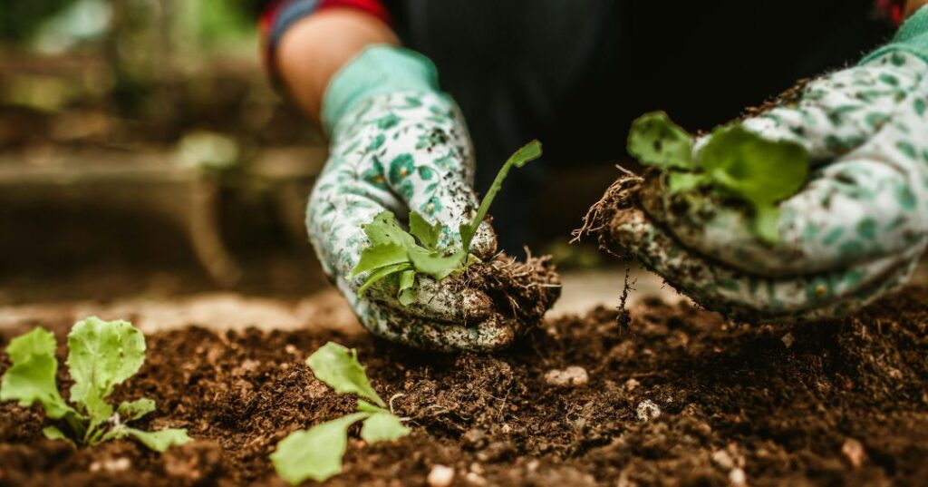 manutenção de jardins em Belo Horizonte